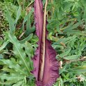 Dracunculus vulgaris